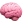 Brain